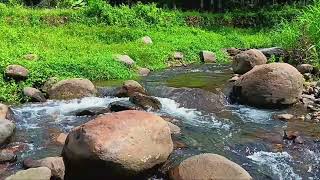 Beat Stress and Start Your Morning Calmly with Gentle River Sounds and Peaceful Forest Ambience
