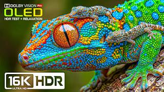 Impossible Clarity HDR Colors | 16K Dolby Vision Nature Test (8K/4K Video TV)