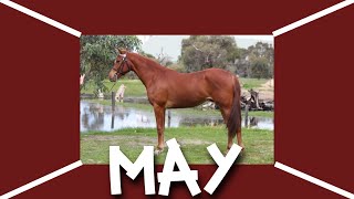 Your Birth Month Your Horse Life ( May )