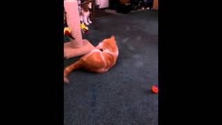 Tigger playing with his new toy.