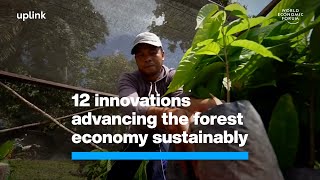 12 innovations advancing the forest economy sustainably