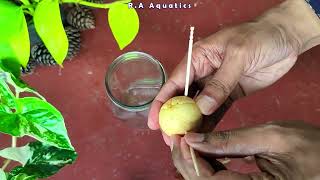 How to Grow an Avocado from Seed