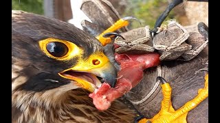 FEEDING A PEREGRINE TIERCEL
