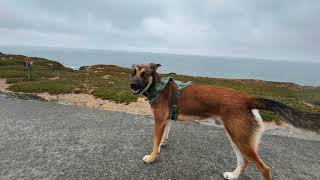 🐶 Moose at Fort Funston 🏖️