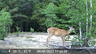 New Hampshire Trail Cam, June 2022 — Deer feeding