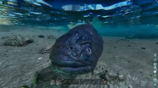 Ark Survival Ascended | Biggest Coelacanth Ever! 😯