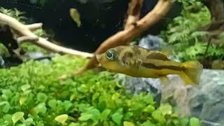Pea Pufferfish hunting eating artemia