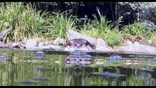 Asian short-clawed otters at WWT London Wetland Centre