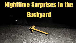 Fast & Fun: Under 2 Minutes - Backyard Wildlife Caught on Camera