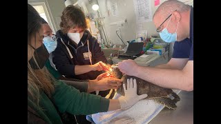 The Veterinary Care of Sea Turtles In Rehabilitation