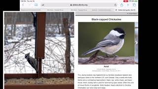 Bird ID with Nolde Forest English