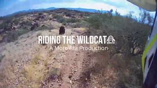 Riding The Wildcat