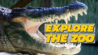Explore the St Augustine Alligator Farm Zoological Park 🐊