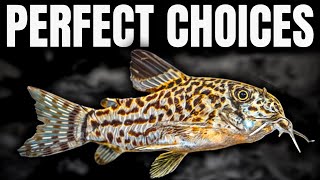 Ranking The BEST Fish For 20 Gallon Tanks (Tierlist)