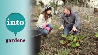 Forcing rhubarb with Toby Buckland & Cheryl Cagiola