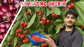 Harvesting Cherry Fruit 🍒  | Our Farm
