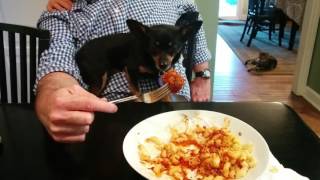Pip Tempted by Meatball
