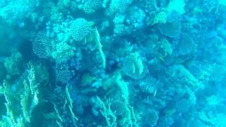 Sucba diveing Egypt - Sharm el Sheikh loads of Fish royal albatros moderna