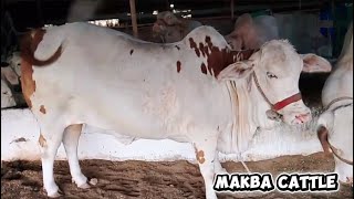 Makba Cattle Farm Today’s Update @MAKBA #gulabibachara #cholistanicow #brahmanbull 