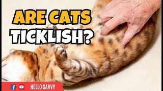 Are Cats REALLY That Ticklish?