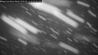 Kenai River Mouth BelugaCam