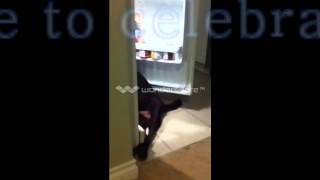 Charlie Bindi Boo: Paraplegic Dog lets herself into the Fridge