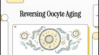 Age-damaged oocytes can be rejuvenated: young karyoplasm restores DNA repair