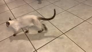My cat walking strange (Leo injury)