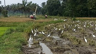 Paddy Harvest Using Automatic Harvester Machine