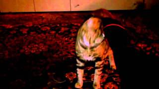 crazy cat
