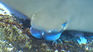 ray feeding