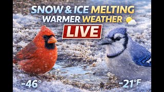 LIVE Backyard Bird Cam 🐦 | Warmer Weather Melting the Ice & Snow