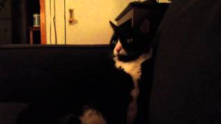 Furzzes