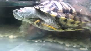 TORTLE  🐢