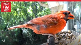 Cardinal and Finch Couple  Bird Feeder Visit 🐦 Bird Video Cardinal 🕊️ Bird Feeder Camera 🦅 Bird Cam