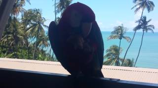 Parrot comes and steals my dinner on one of the Devil's Islands,  French Guyana