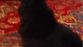 My Cat Can Talk?!
