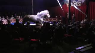 6 Cirkus Trapez I Drømmenes Verden  SHOW Rudkøbing Langeland 2024