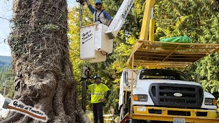 This GIGANTIC Maple was still a RISKY TREE!! - Part 2