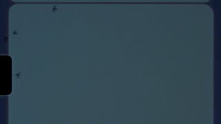 Ptaky