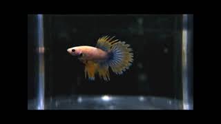 Betta Fish Ft. Calm Jazz Music |  Cafe Music | Relaxing Work & Study
