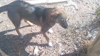 Wiggling tails happy puppies #short