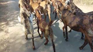 sirohi pregnant female || saste rate mai quility female || best female goat quility in Rajasthan