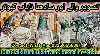 Kamagar kabootar | sadna kabutar | Tasver waly kabotar
