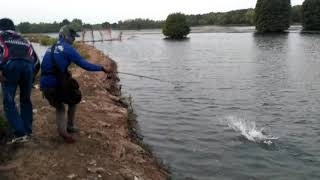BARRACUDA MUARA BLACAN CASTING
