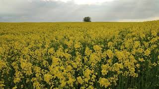 Amarillo