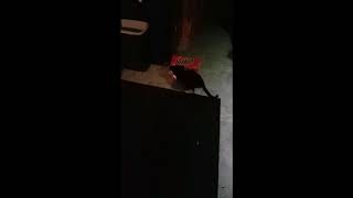 Cat cant find last soda