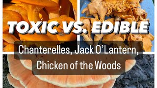 Toxic vs. Edible: How to Differentiate Chanterelles, Jack O’Lantern, and Chicken of the Woods