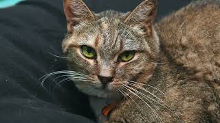 Pet of the Week Venetian