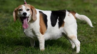 PDSA’s Pet Fit Club: 2018 Finalists